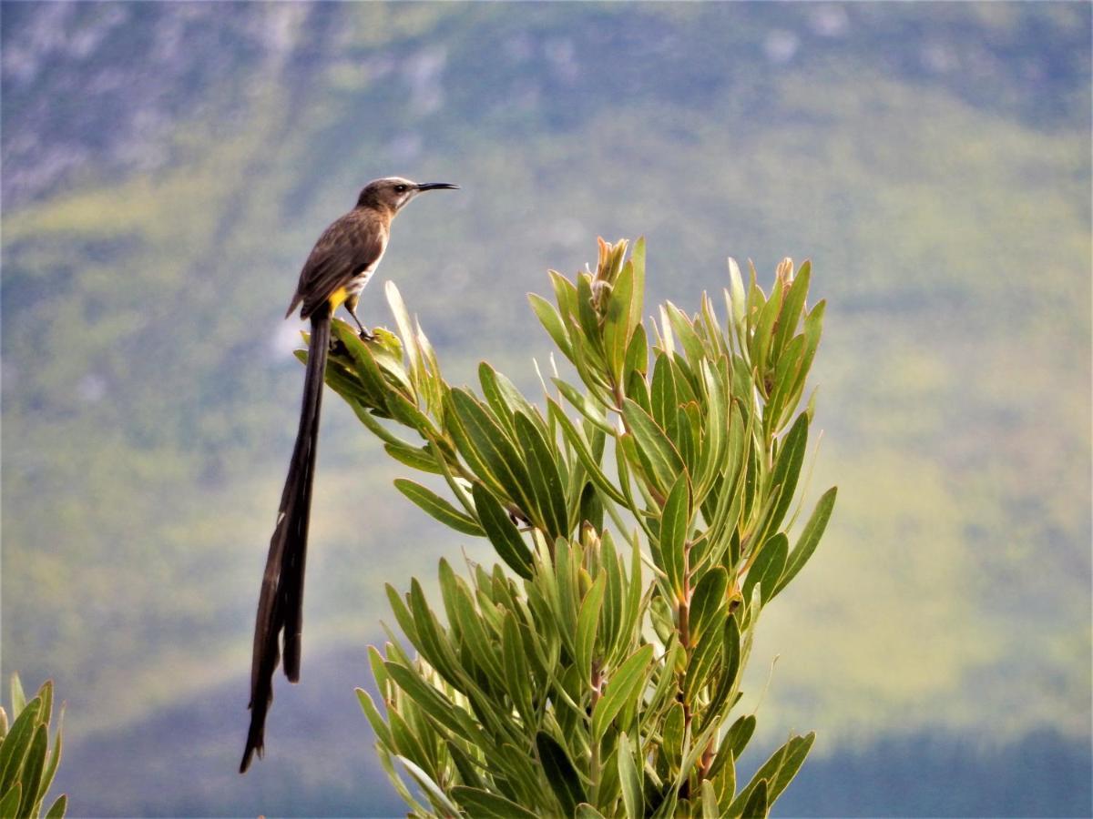 Mountain View Swellendam Διαμέρισμα Εξωτερικό φωτογραφία